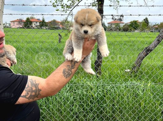 Erkek Disi Japon Akita Inu Yavrularımız görsel