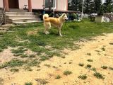 Erkek disi japon akita inu yavrularımız