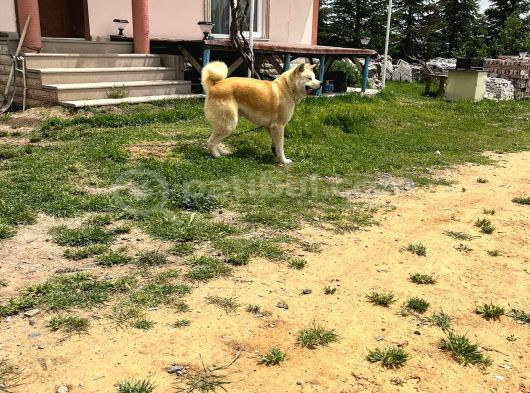 Erkek Disi Japon Akita Inu Yavrularımız