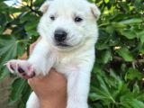 Sibirya Kurdu Husky Yavruları