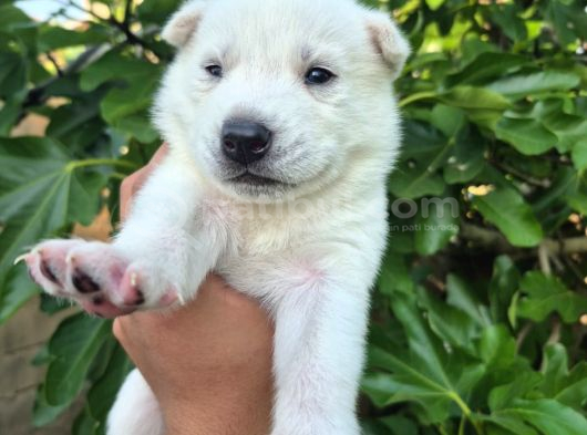 Sibirya Kurdu Husky Yavruları görsel