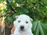 Sibirya Kurdu Husky Yavruları