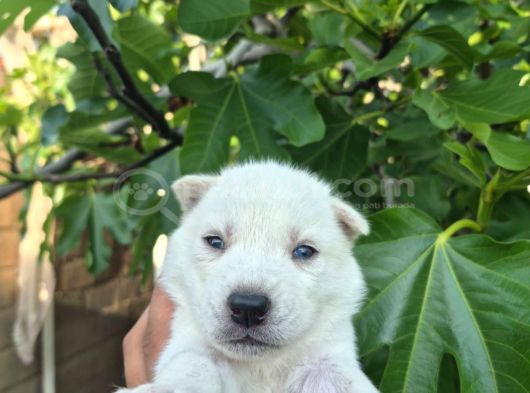 Sibirya Kurdu Husky Yavruları görsel
