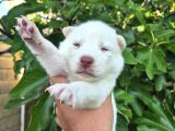 Sibirya Kurdu Husky Yavruları