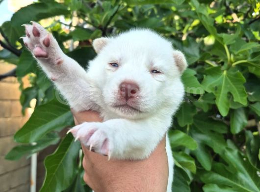 Sibirya Kurdu Husky Yavruları görsel