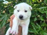 Sibirya Kurdu Husky Yavruları