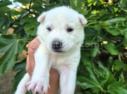 Sibirya Kurdu Husky Yavruları görsel
