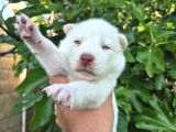 Sibirya kurdu husky yavruları
