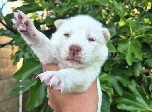 Sibirya Kurdu Husky Yavruları