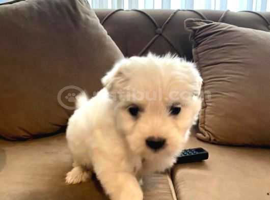 Xs Maltese Bebekler görsel