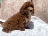 Mini Boy Red Maltipoo Oğlumuz