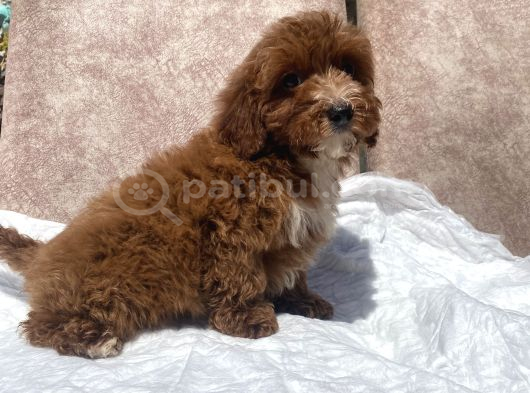 Mini Boy Red Maltipoo Oğlumuz görsel