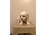 Mini boy maltese yavrularımız