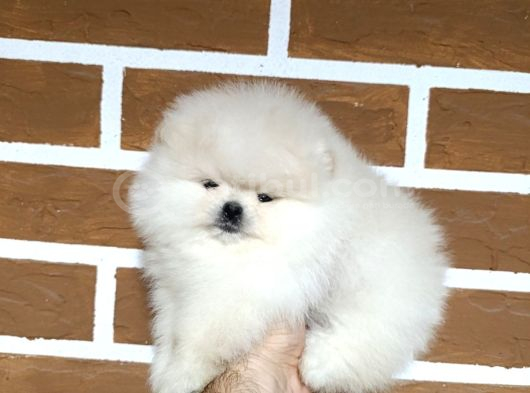 Ankaranın En Güzel Beyaz Boo Gavruları görsel