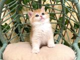 Ny12 İrina Dişi British Shorthair Golden