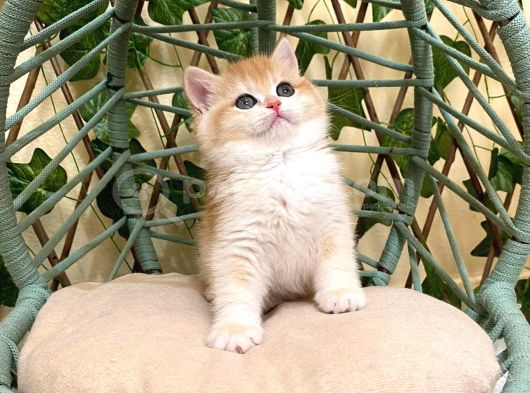 Ny12 İrina Dişi British Shorthair Golden görsel