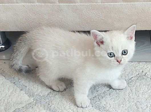 British Shorthair görsel