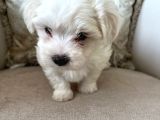 0 Numara Kore Maltese Bebekler