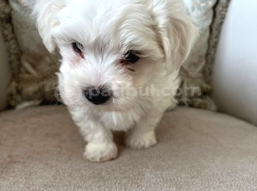 0 Numara Kore Maltese Bebekler görsel