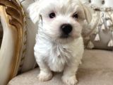 0 Numara Kore Maltese Bebekler