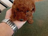 Orjinal Toy Poodle Red Brown Ailemizin Yavruları