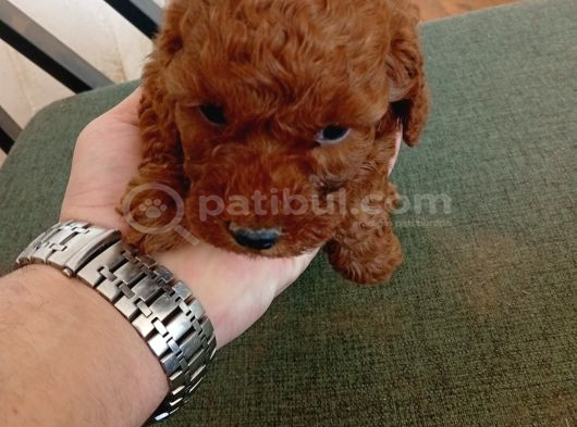 Orjinal Toy Poodle Red Brown Ailemizin Yavruları görsel