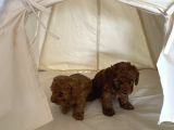 Orjinal Toy Poodle Red Brown Ailemizin Yavruları