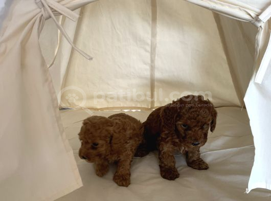 Orjinal Toy Poodle Red Brown Ailemizin Yavruları
