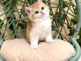 Ny12 İrina Dişi British Shorthair Golden