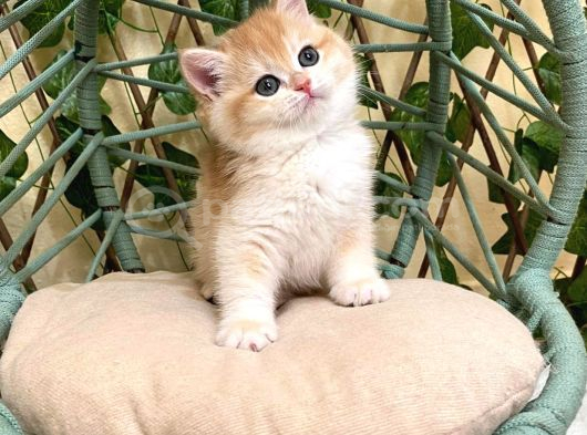 Ny12 İrina Dişi British Shorthair Golden görsel