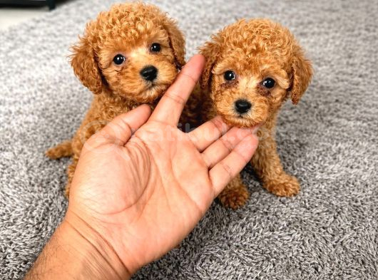 Toy Poddle Yavrularımız Kilo Ve Sağlık Garantili
