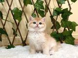 Ny12 İrina Dişi British Shorthair Golden