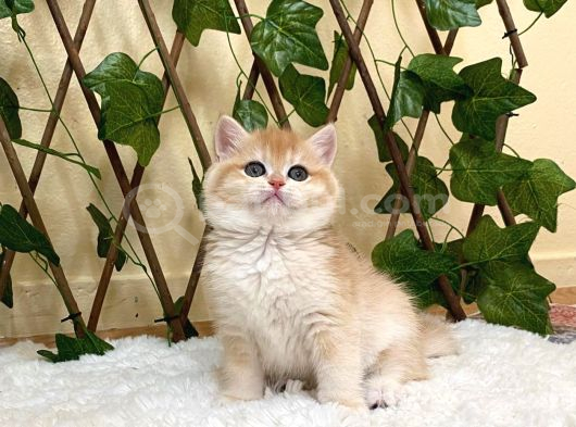 Ny12 İrina Dişi British Shorthair Golden görsel