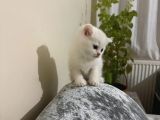 Ayı Surat Erkek