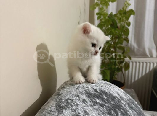 Ayı Surat Erkek görsel