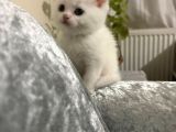 Ayı Surat Erkek