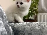 Ayı Surat Erkek