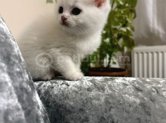 Ayı Surat Erkek görsel