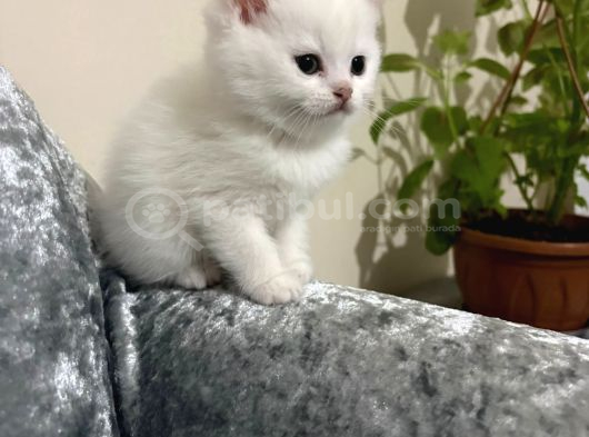 Ayı Surat Erkek