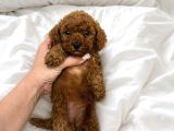 TOY POODLE SEVİMLİ YAVRULAR EV ÜRETİMİ