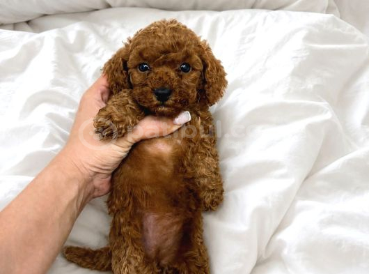 TOY POODLE SEVİMLİ YAVRULAR EV ÜRETİMİ