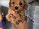MALTİPOO CİNSİ YAVRULAR EV ÜRETİMİ