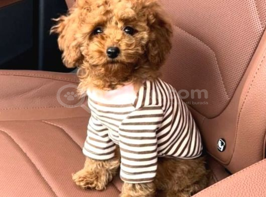 Toy Poodle Sevi̇mli̇ Yavrular Ev Üreti̇mi̇ görsel