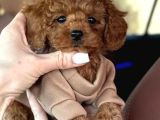 Toy Poodle Sevi̇mli̇ Yavrular Ev Üreti̇mi̇