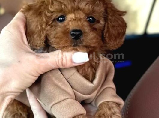 Toy Poodle Sevi̇mli̇ Yavrular Ev Üreti̇mi̇ görsel