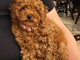 TOY POODLE SEVİMLİ YAVRULAR EV ÜRETİMİ