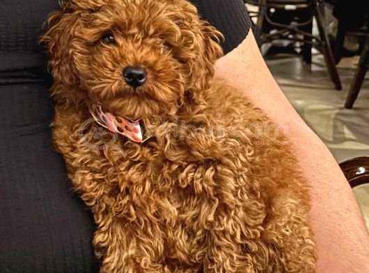 Toy Poodle Sevi̇mli̇ Yavrular Ev Üreti̇mi̇