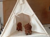 Orjinal Toy Poodle Red Brown Ailemizin Yavruları