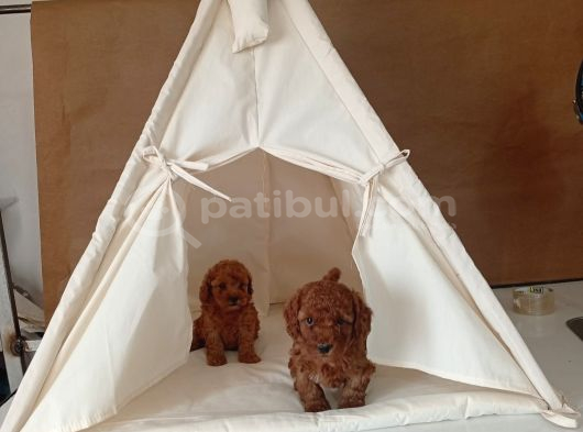 Orjinal Toy Poodle Red Brown Ailemizin Yavruları görsel