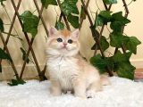 Ny12 İrina Dişi British Shorthair Golden